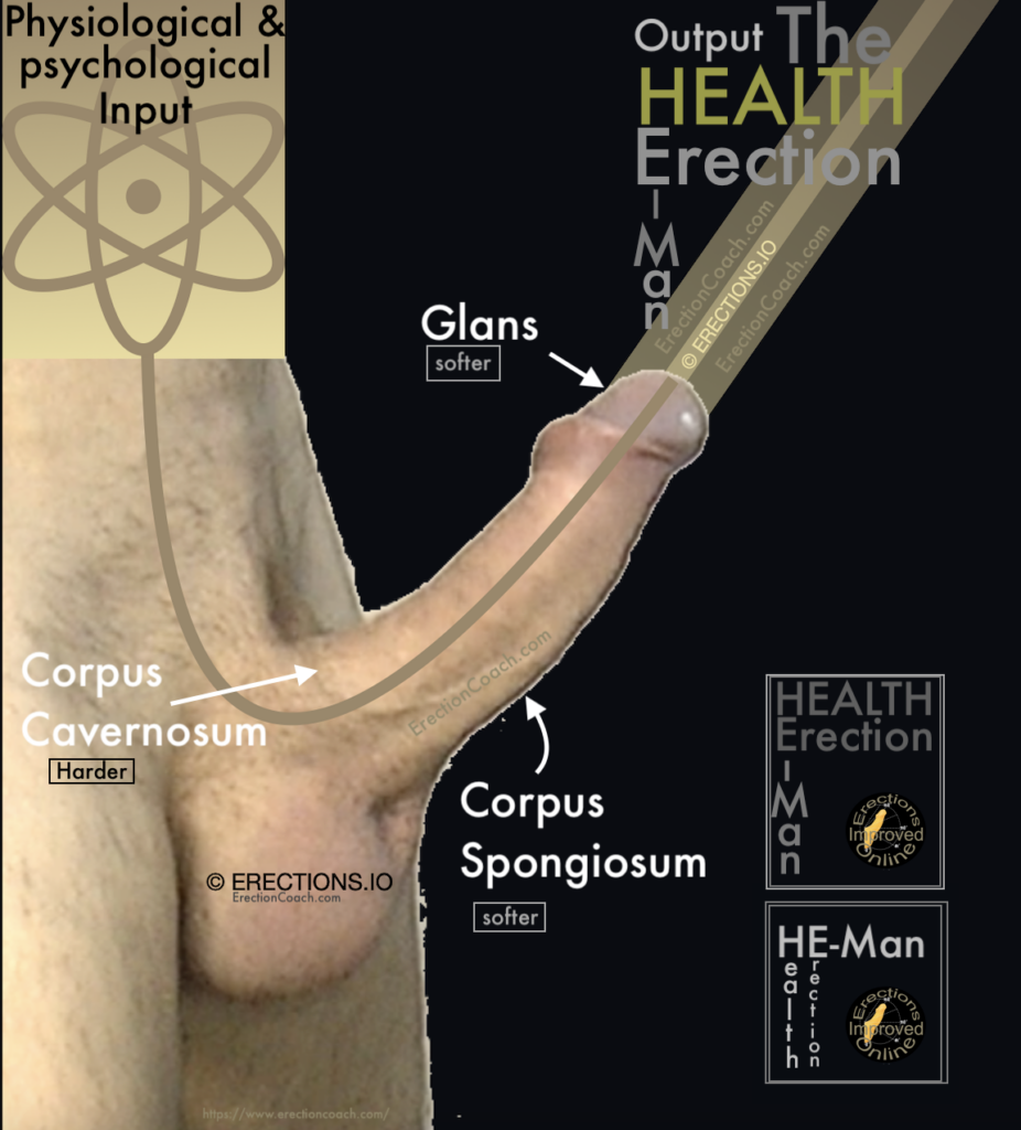 side on view of an erect penis to show chambers of penis and the ERECTIONS.IO physiological and psychological inputs with the HEALTH erection being the output
